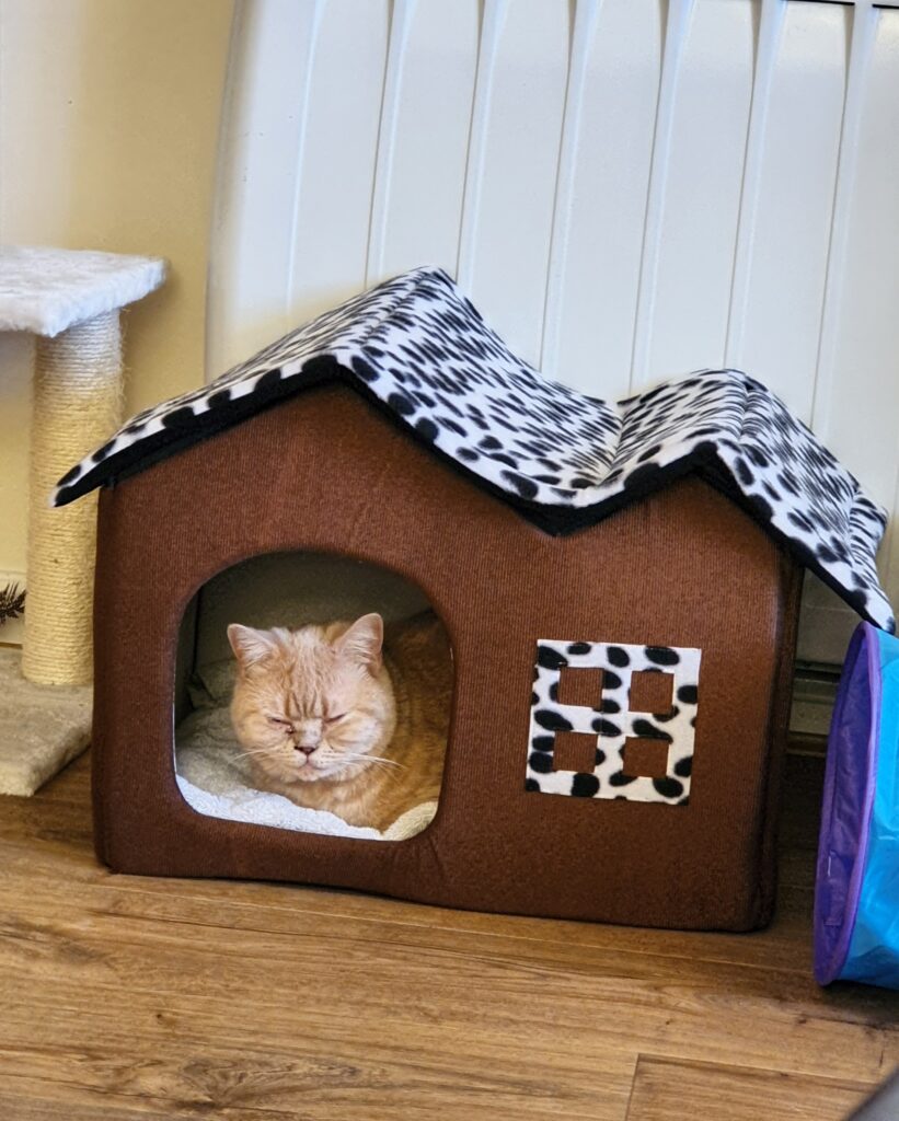 Orange British Short Hair cat in loaf mode in small house shaped cat box.