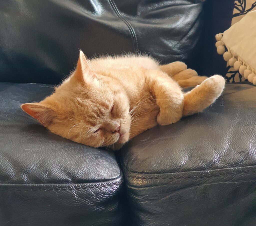 Front view close up of orange British Short Hair cat asleep on black sofa. One paw curled around the other.