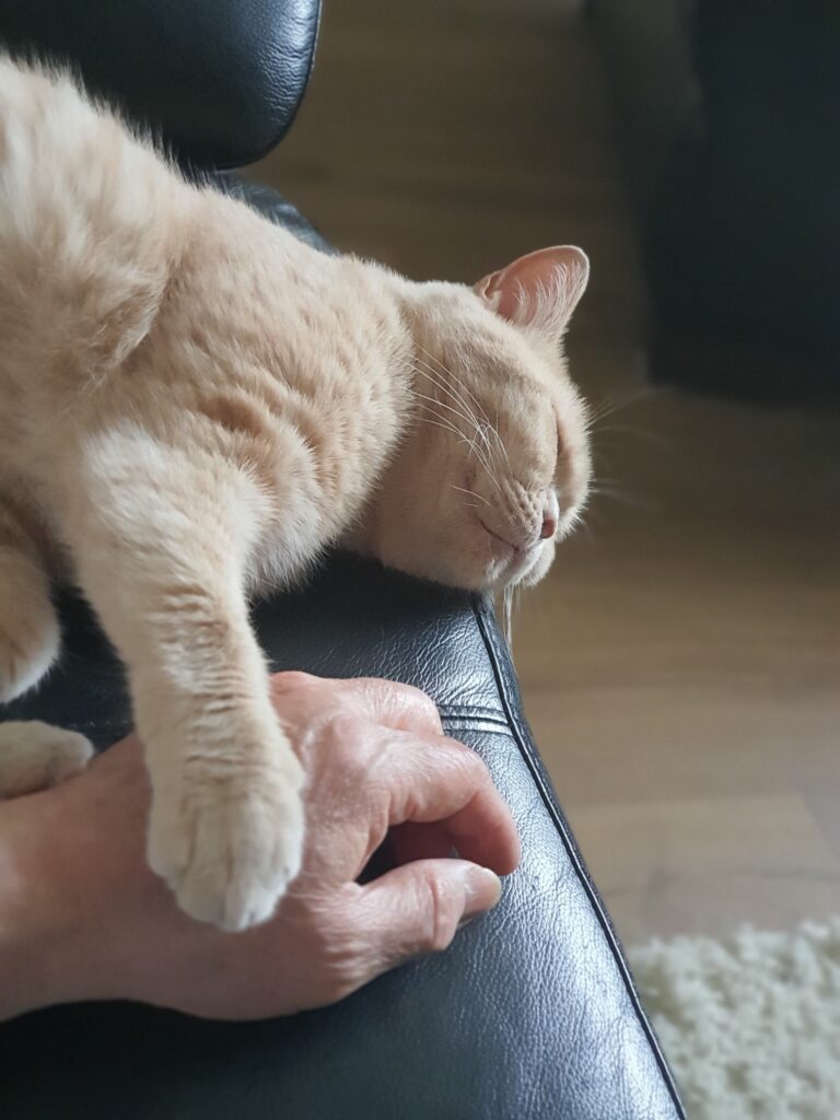 Close up British Short Haired cat asleep on sofa one paw resting on author's hand.