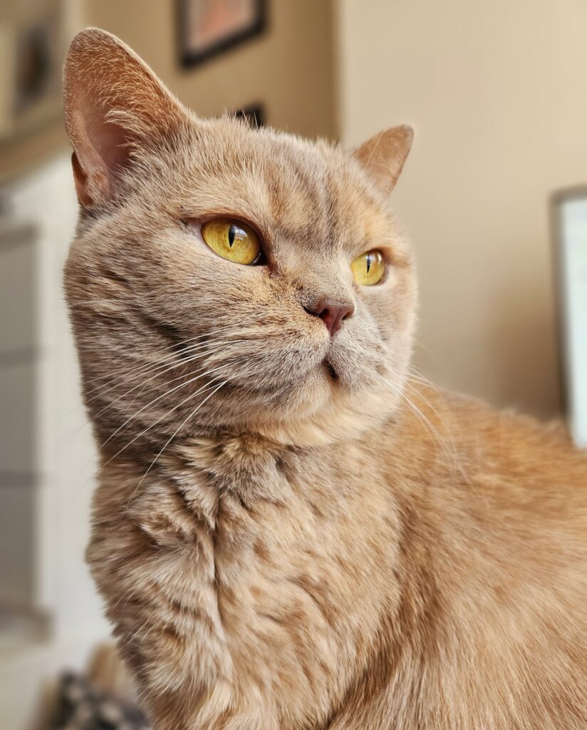 Three quarter profile of lilac British Short Hair cat. Cat has amber/yellow eyes.